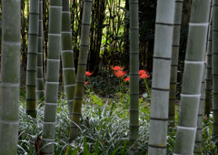 曼珠沙華④