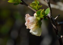木瓜