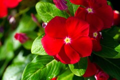 真っ赤な花②