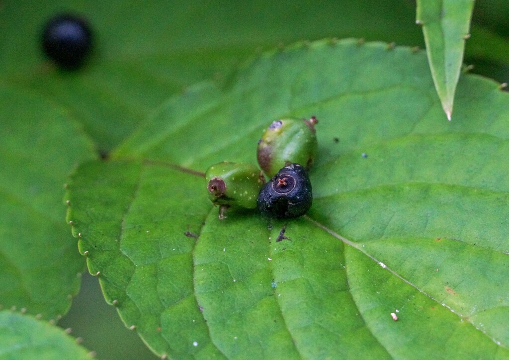 ハナイカダの実