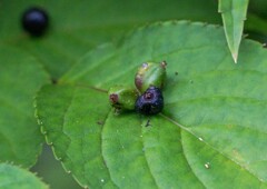 ハナイカダの実