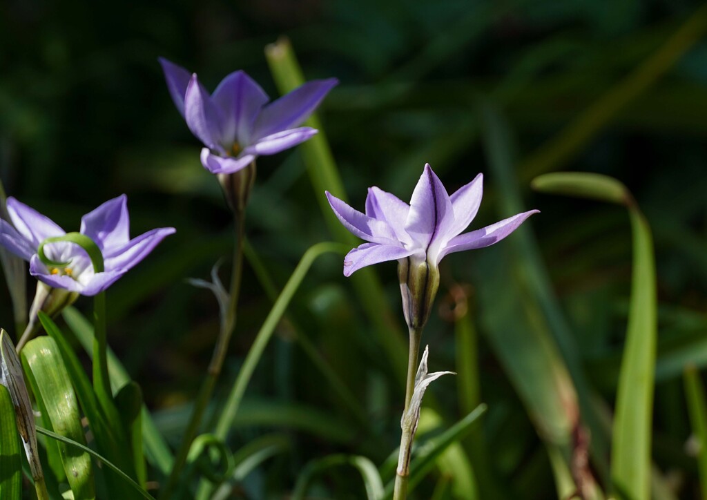 春の花①