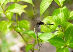 コシアキトンボ