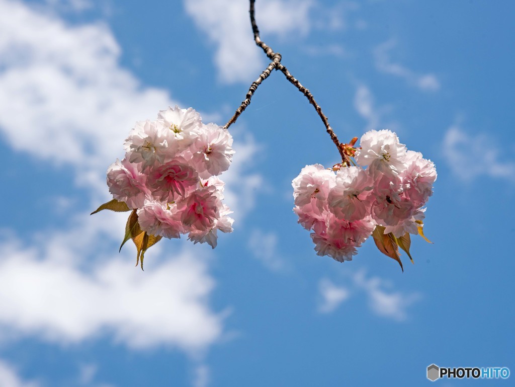 八重桜①