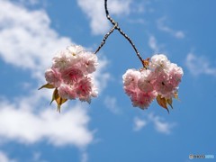 八重桜①