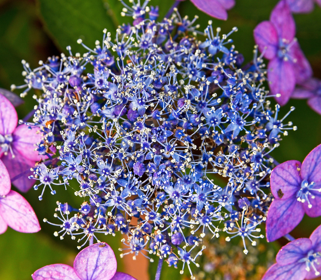 アジサイの花
