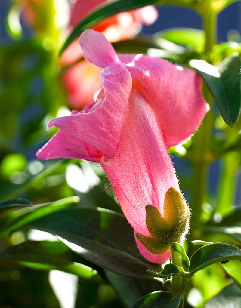 キンギョソウ①