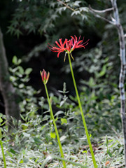 曼珠沙華③