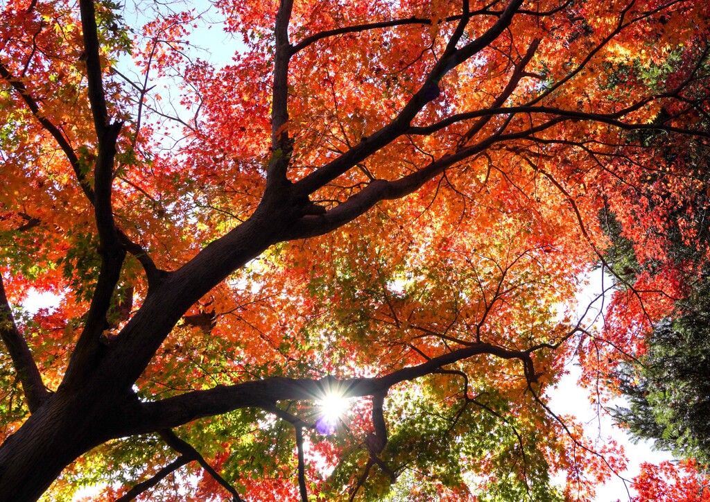 紅葉
