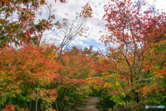 紅葉・黄葉②