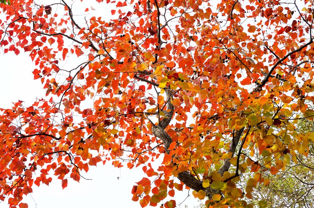 ナンキンハゼの紅葉③