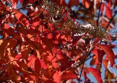 紅葉・黄葉③
