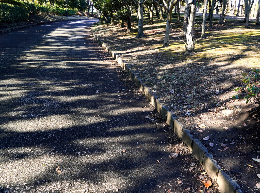 こもれびの道