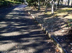 こもれびの道