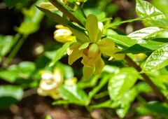 ニオイロウバイ