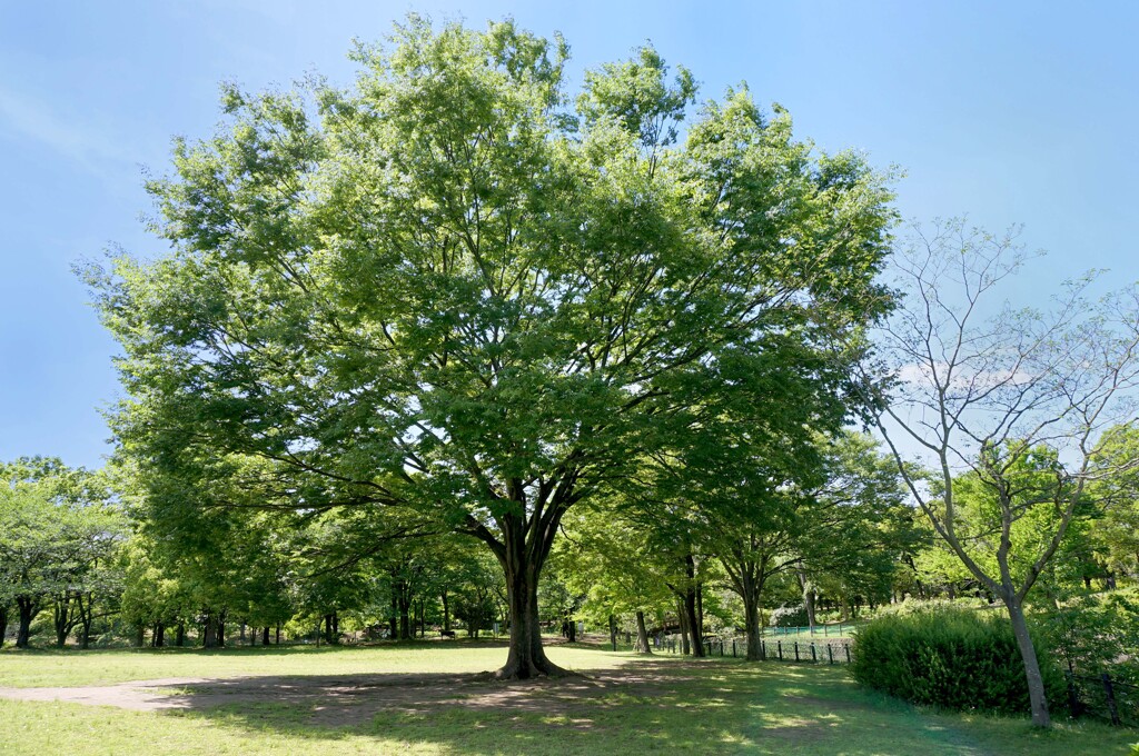 ホームパーク③