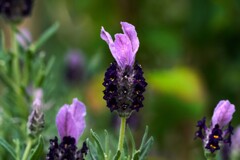 フレンチラベンダー