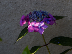 朝光