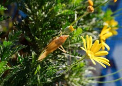 キリギリス科の昆虫？