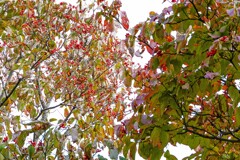 ハナミズキの実①