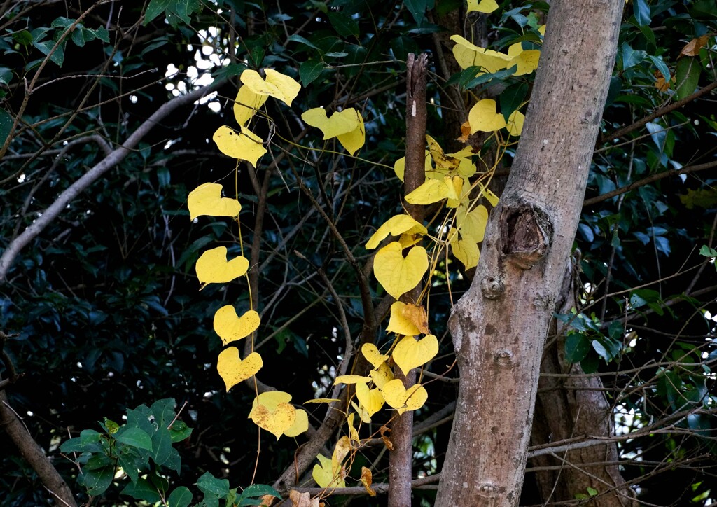公園で見つけた小さな秋②