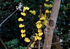 公園で見つけた小さな秋②