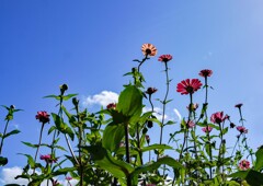 ジニア(百日草)① ジニア(百日草)①