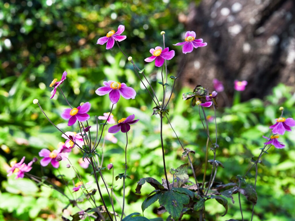シュウメイギク