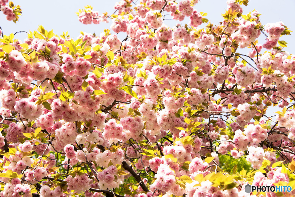 八重桜③