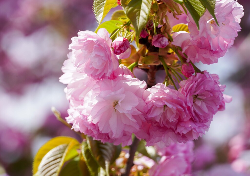 八重桜②