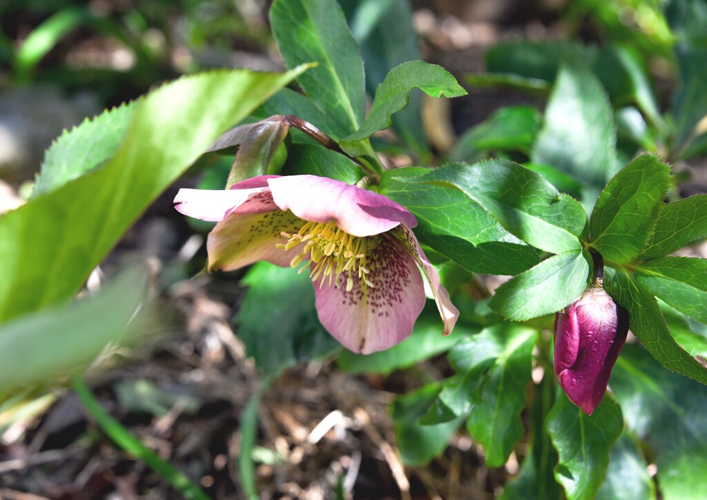 クリスマスローズ④