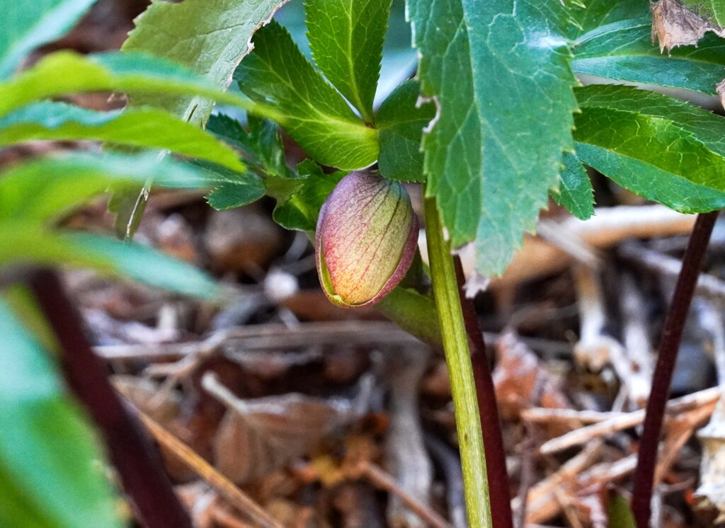 クリスマスローズ②