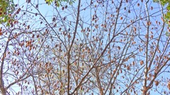 この実なんの実①