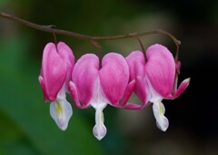 タイツリソウ③