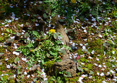 八重桜⑥