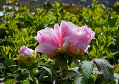 雨上がりのボタン②