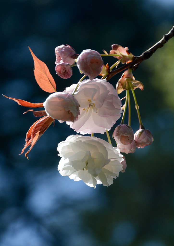 八重桜⑤