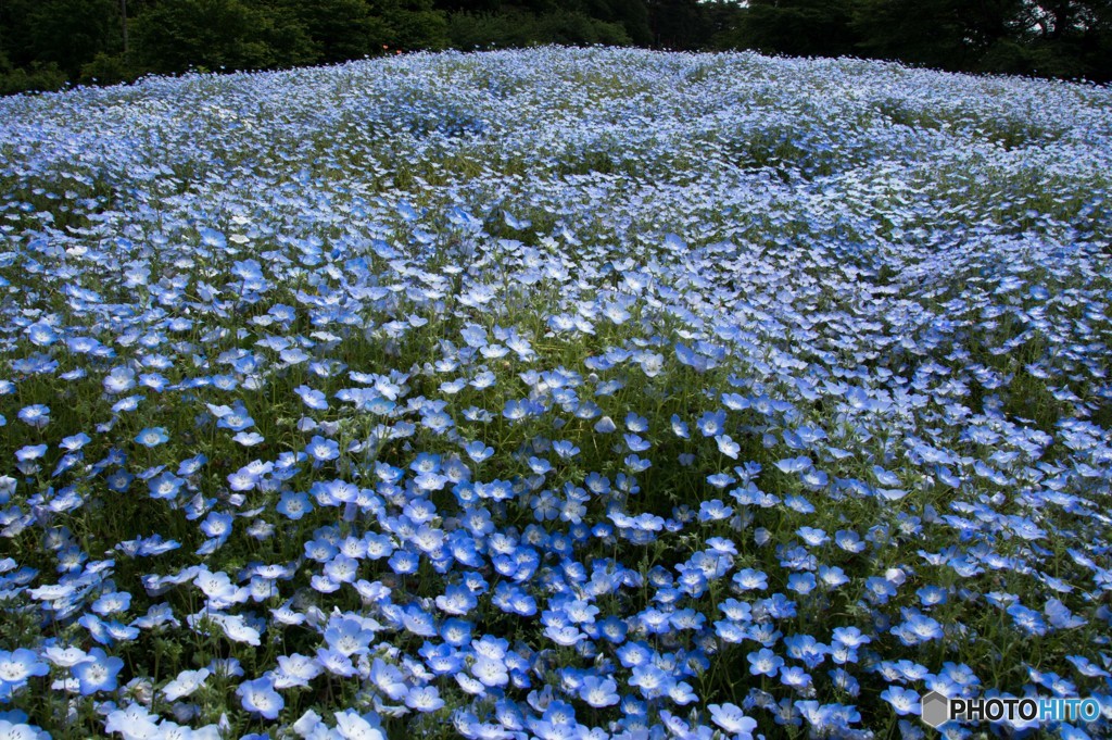 フラワーガーデン②