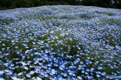 フラワーガーデン②