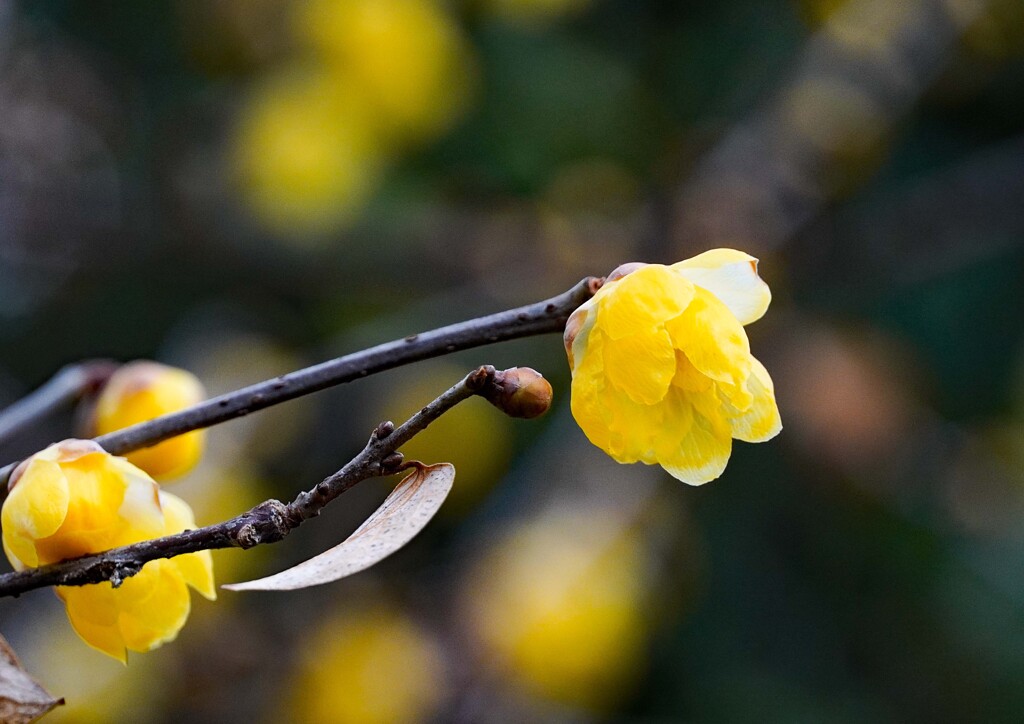 満月ロウバイ②