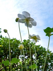 シュウメイギク②