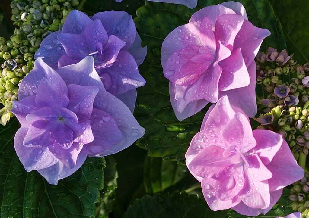 雨上がりのアジサイ②