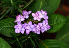 アジサイ色々③