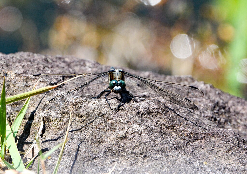 トンボ撮り②