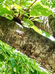 ニイニイゼミ？