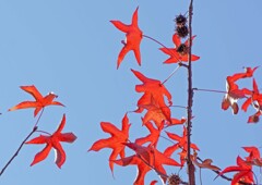 モミジバフウ②