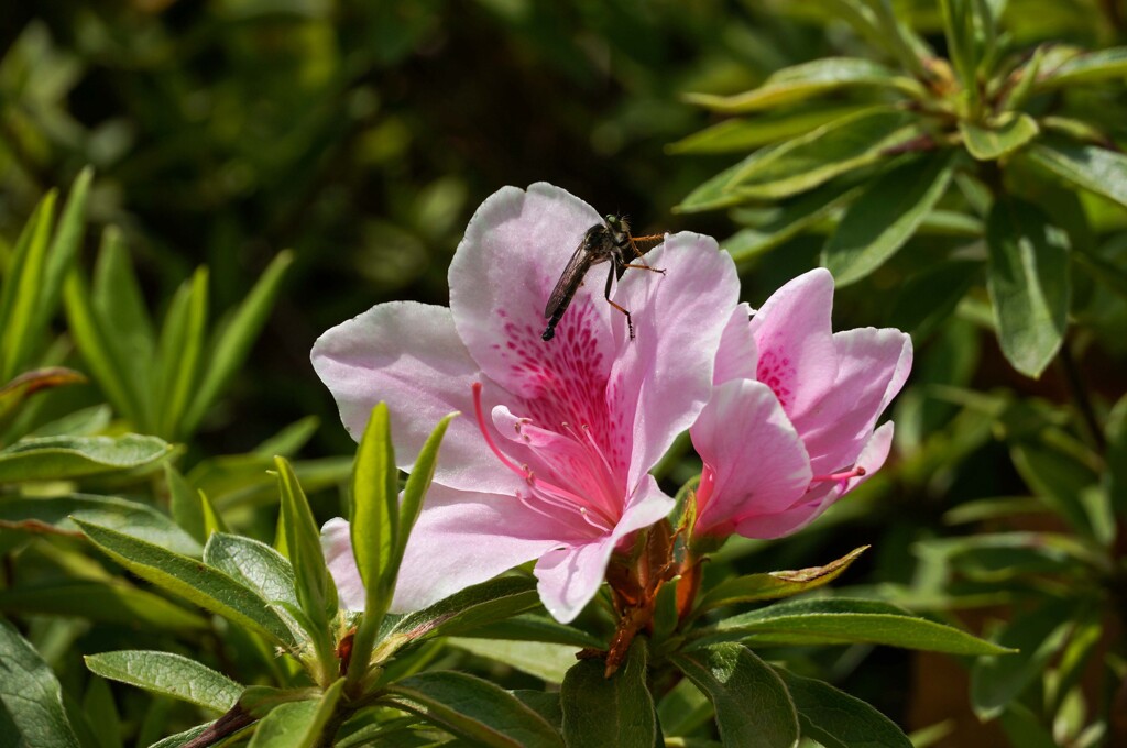 オオムラサキツツジ