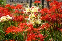 ヒガンバナ撮り①