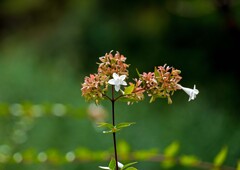 ハクチョウゲ？①