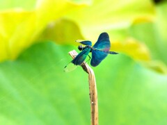 チョウトンボ①